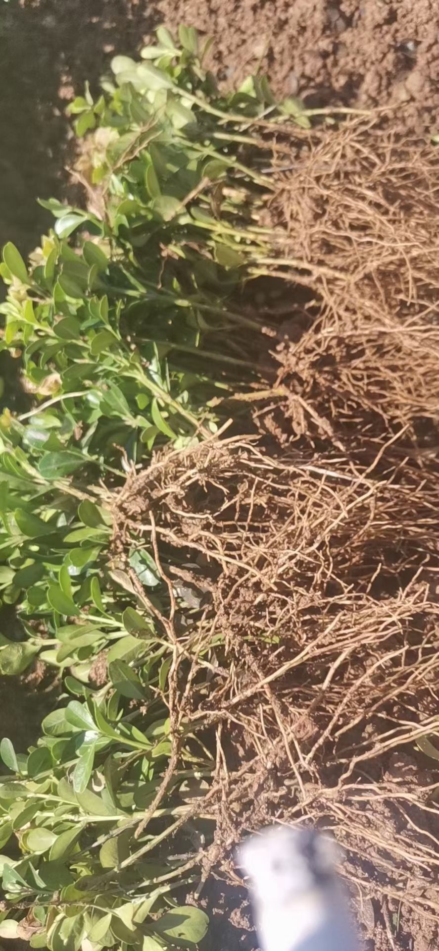 黄杨，瓜子黄杨，小叶黄杨。