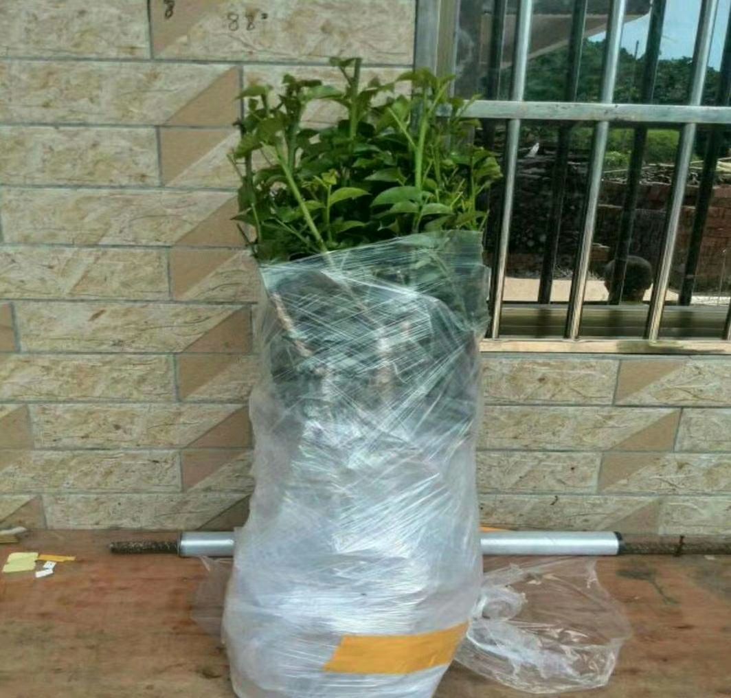 黑黄皮果苗  【精品】黑黄皮苗 无核黄皮苗鸡心黄皮苗 贵妃黄皮苗紫肉黄皮