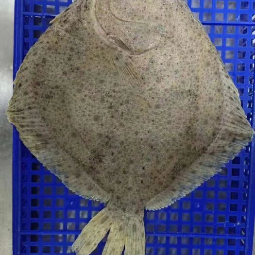 大连比目鱼 多宝鱼