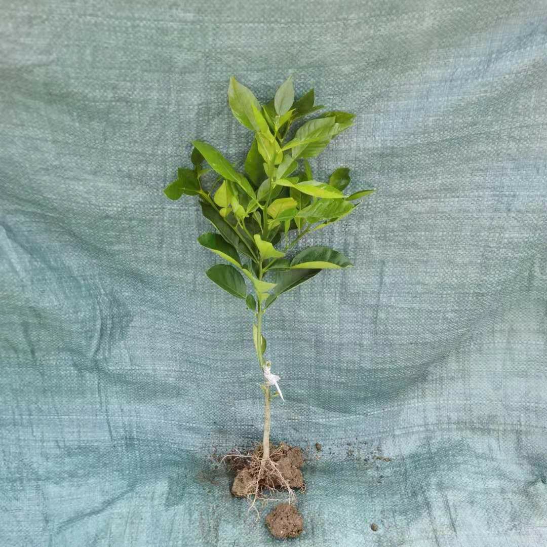 三红蜜柚苗  泰国三红柚外表亮丽鲜红肉质深红水份足甜度高具有很高的经济效益