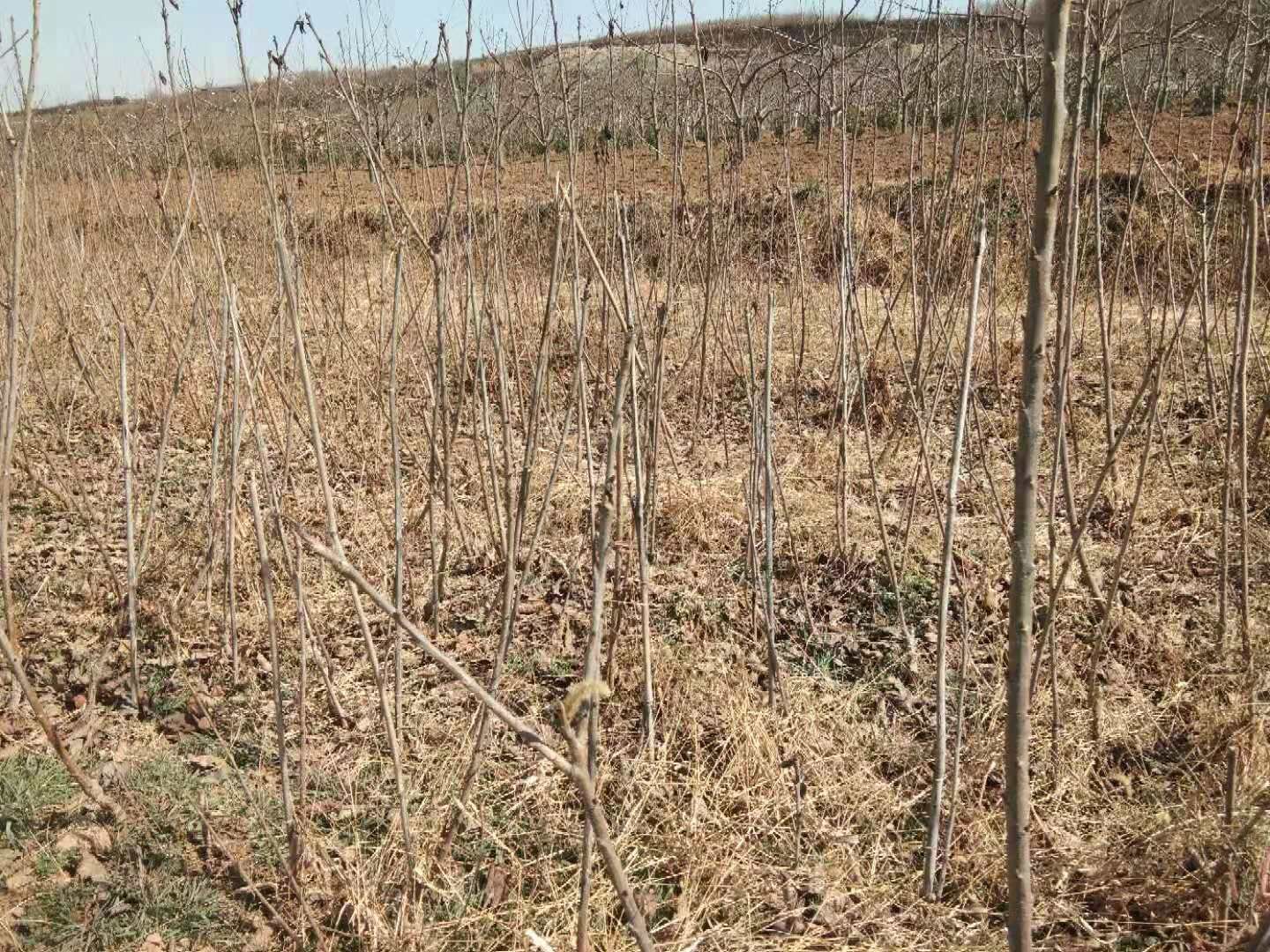 意大利早红樱桃苗 各类樱桃苗批发