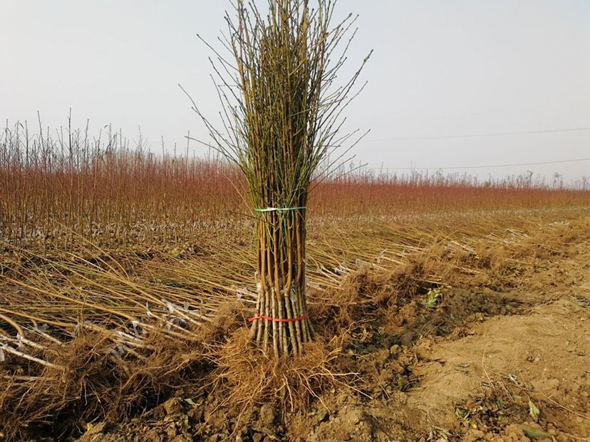 黄金蜜桃树苗 0-3号早熟黄桃 4号晚熟 甜黄桃死苗补发