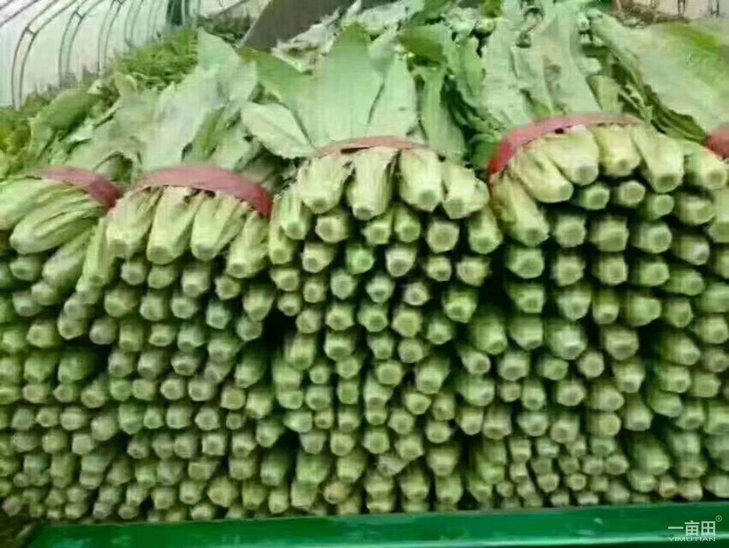 油麦菜  精品油麦大量上市中质量优。