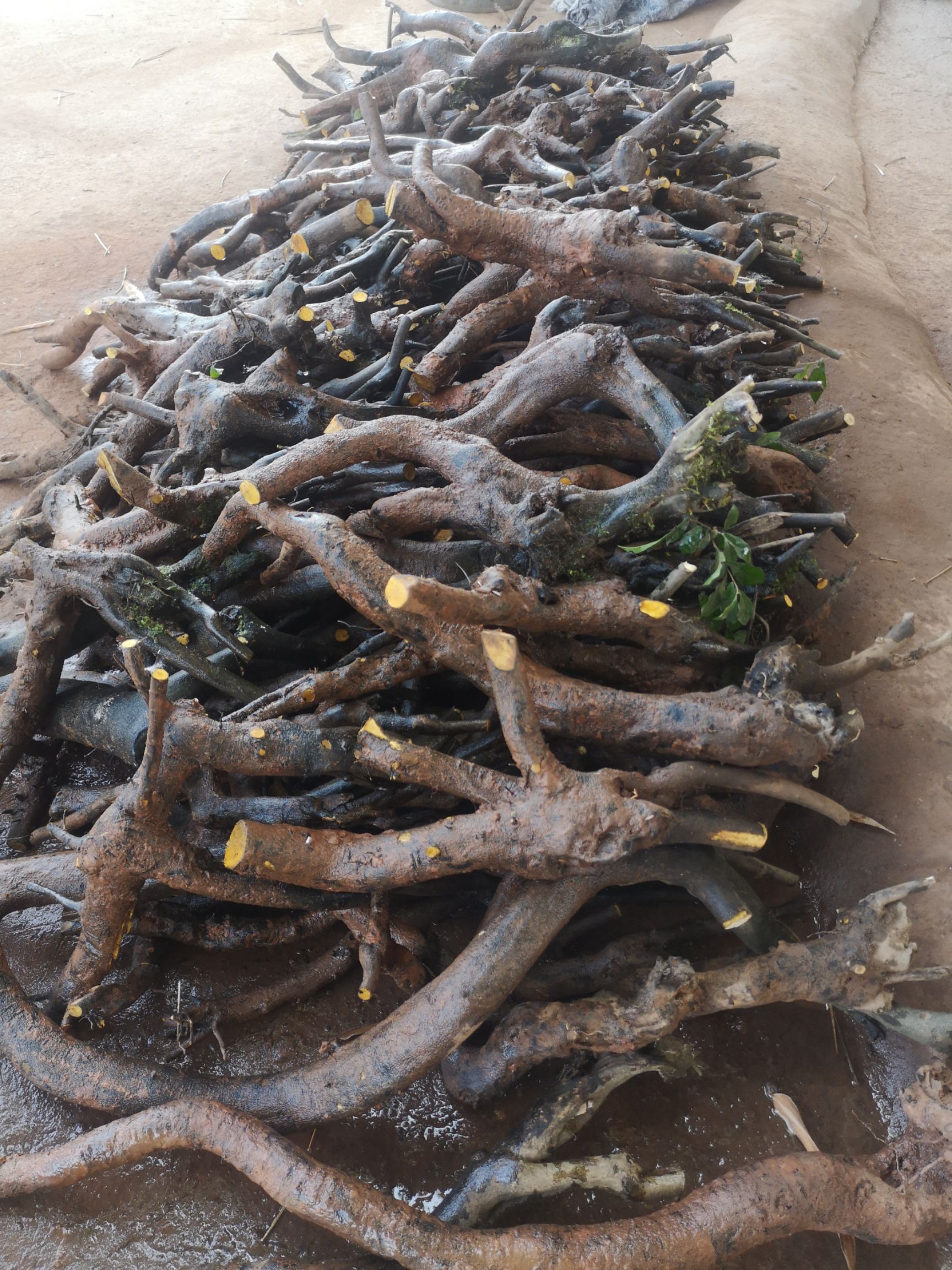 灌木金弹子碳化老桩桩保证新鲜