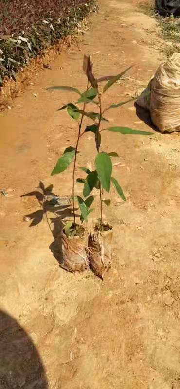 大量供应桉树苗，品种有广O九号，二十九号，欢迎订购