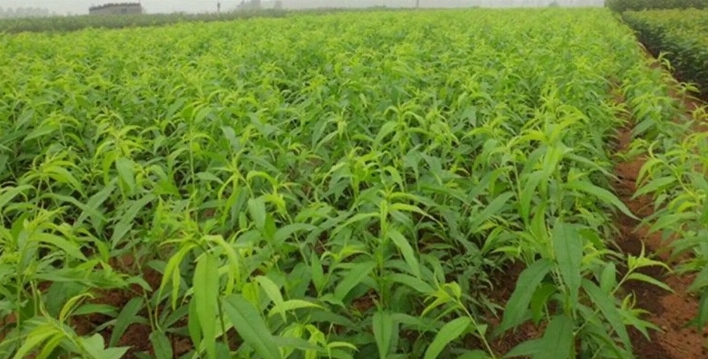 突围桃苗 1.5公分以上 