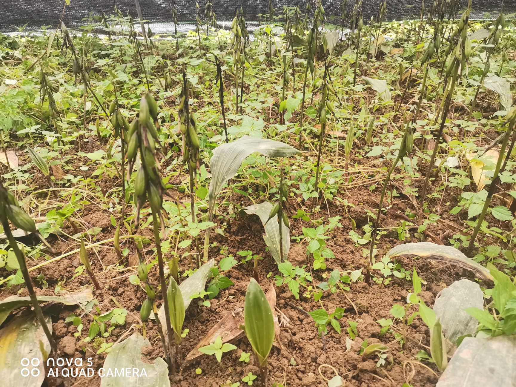 宽叶毛慈菇、山慈菇、冰球子二年苗