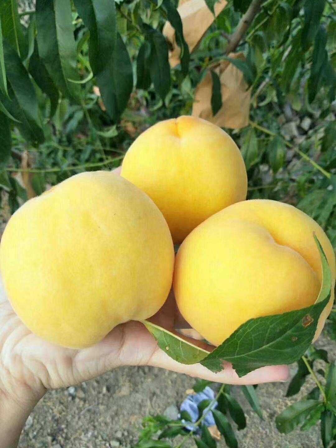 黄金蜜桃树苗 0-3号早熟黄桃 4号晚熟 甜黄桃死苗补发