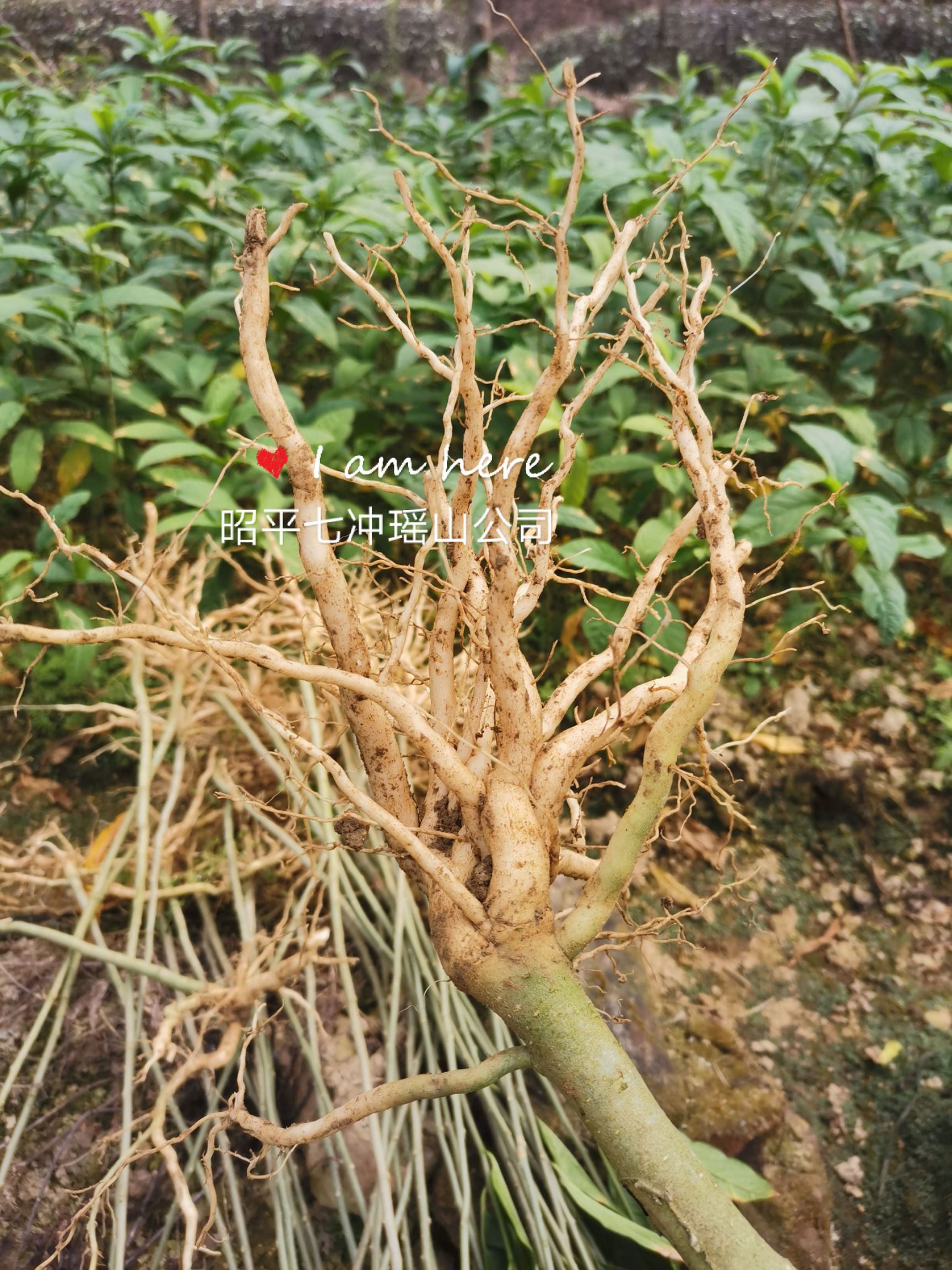 黄花倒水莲种苗 供应黄花倒水莲苗，观音串苗，倒吊黄，农户直销