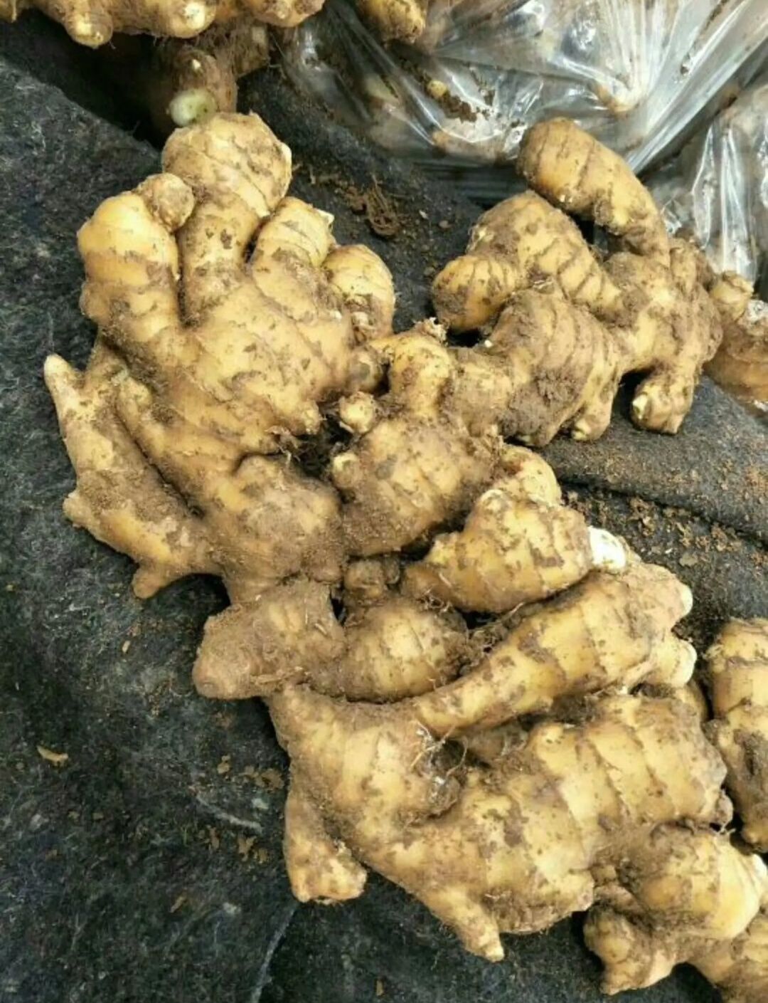 生茬地姜种,胖而牙多,留作姜种尤为合适