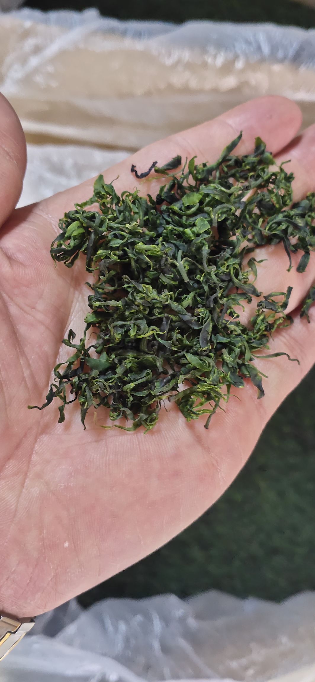 苦丁茶 小叶苦丁腾空出世，颜色绿，口感好。