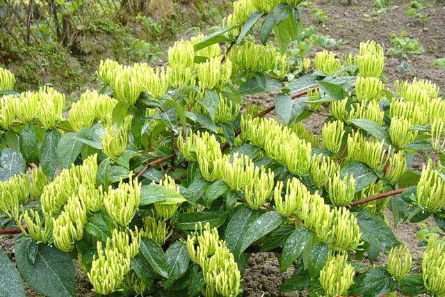 山银花苗  湘蕾5号金银花苗木