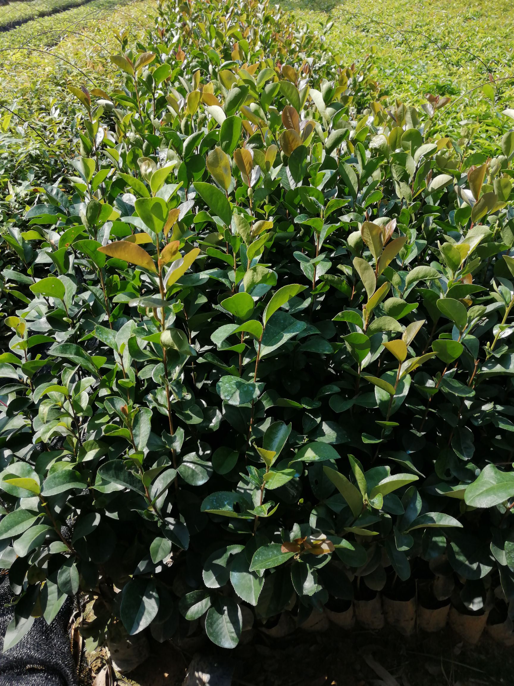 大叶种茶树苗  白花油茶，红花油茶，软支油茶，山油茶，多果油