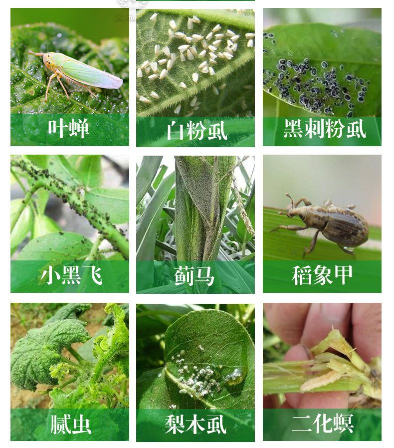 吡虫啉 蔬菜果树花卉蚜虫白分虱稻飞虱蓟马高效杀虫剂