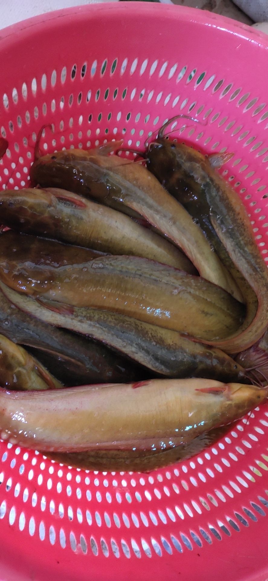 本地塘鲺  5两以上