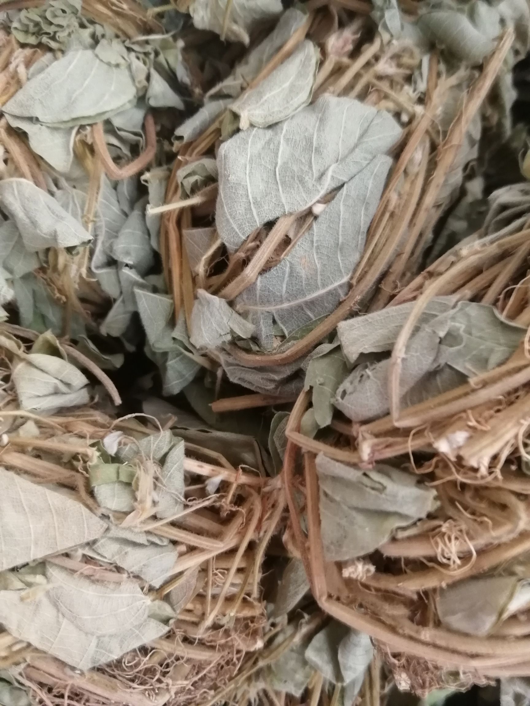 【精选】新鲜切段金钱草，和扎把金钱草，颜色青绿/大量起批