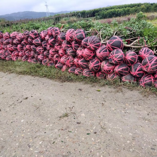 靖州县黑高峰杨梅树苗 黑炭，台梅，东魁  ，欢迎新老顾客选购，[勾引][勾引][勾
