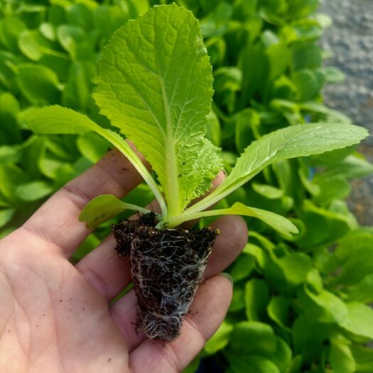 莘县白菜苗 ，黄心， 大白菜苗