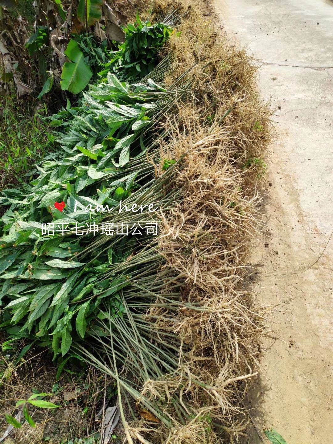 黄花倒水莲种苗 供应黄花倒水莲苗，观音串苗，倒吊黄，农户直销