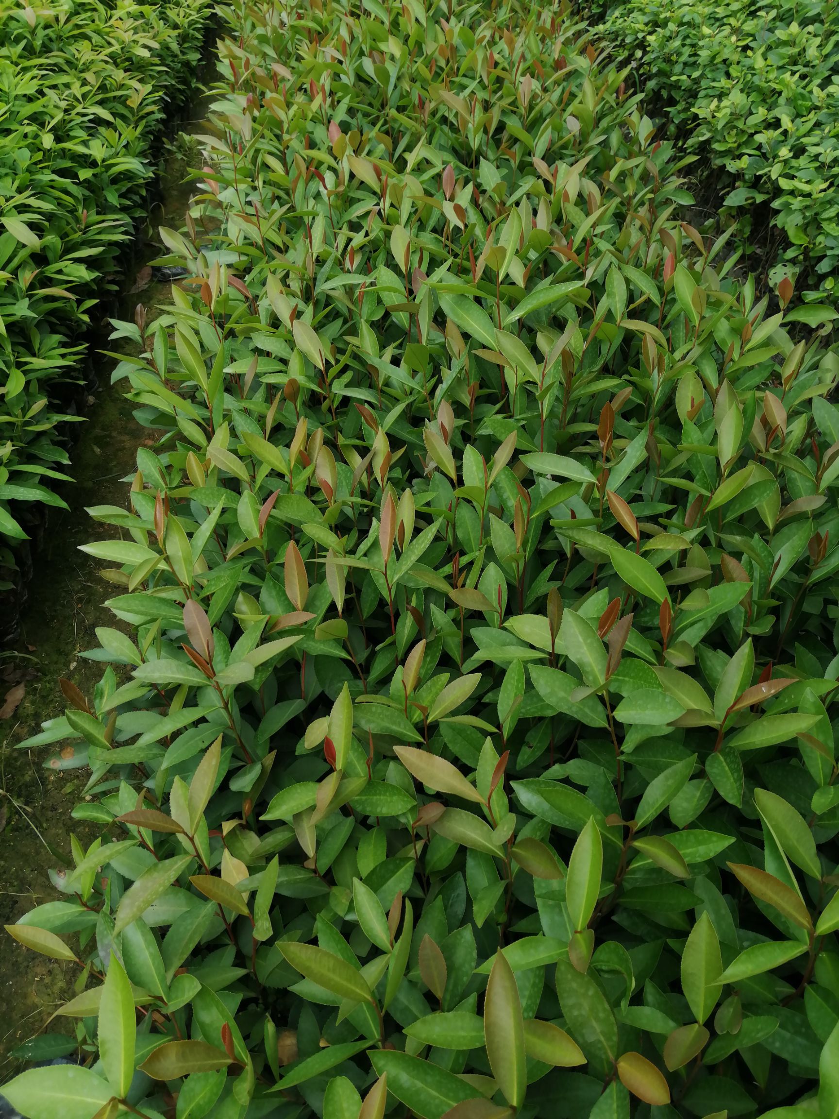 大头茶树  大头茶