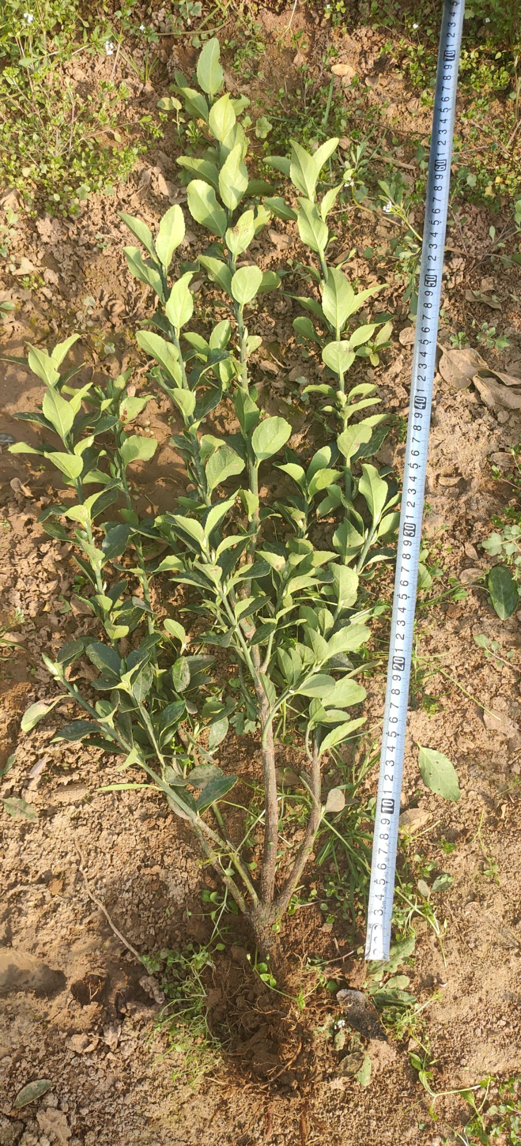 大叶黄杨，基地直销