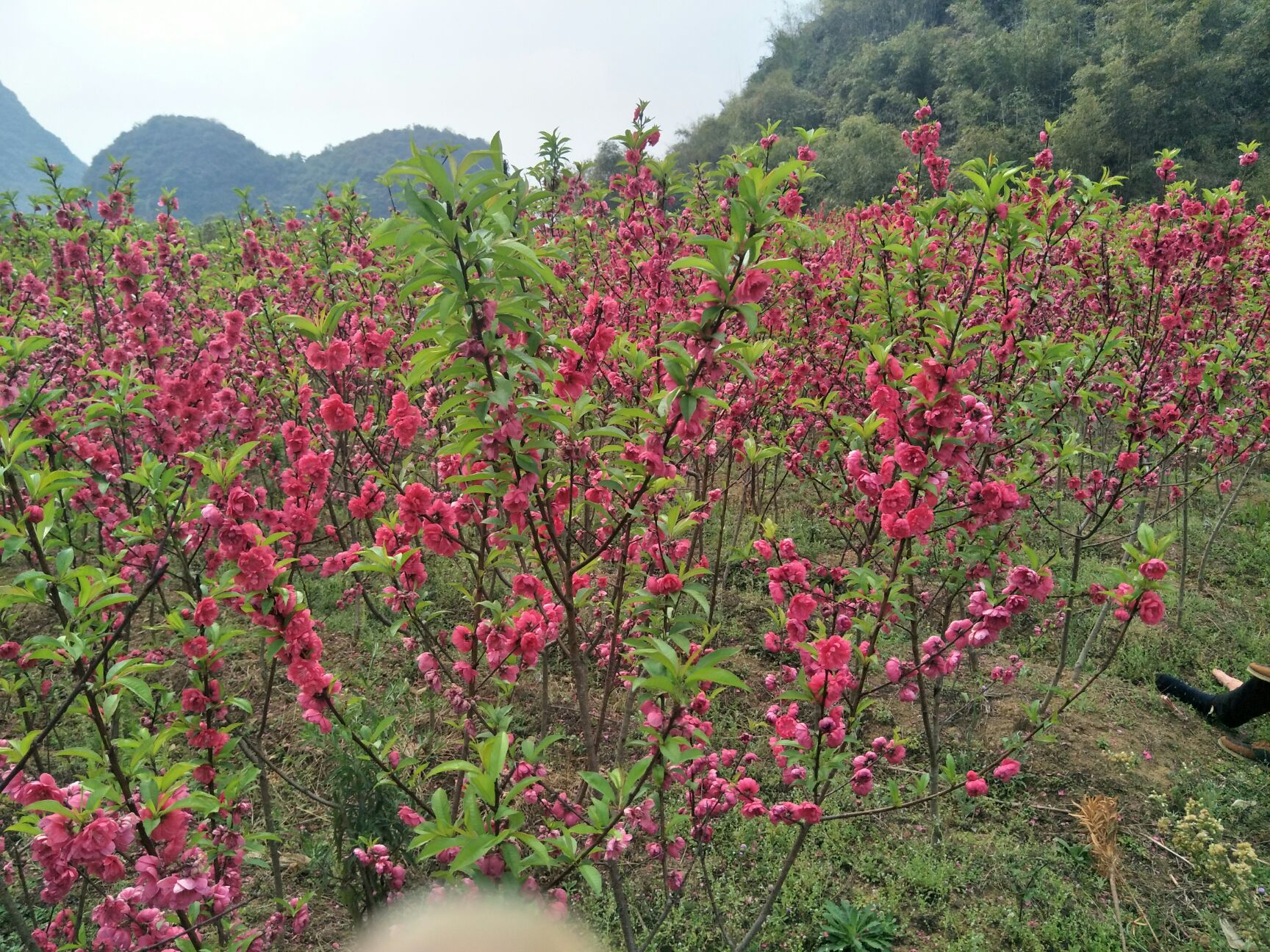 桃花 