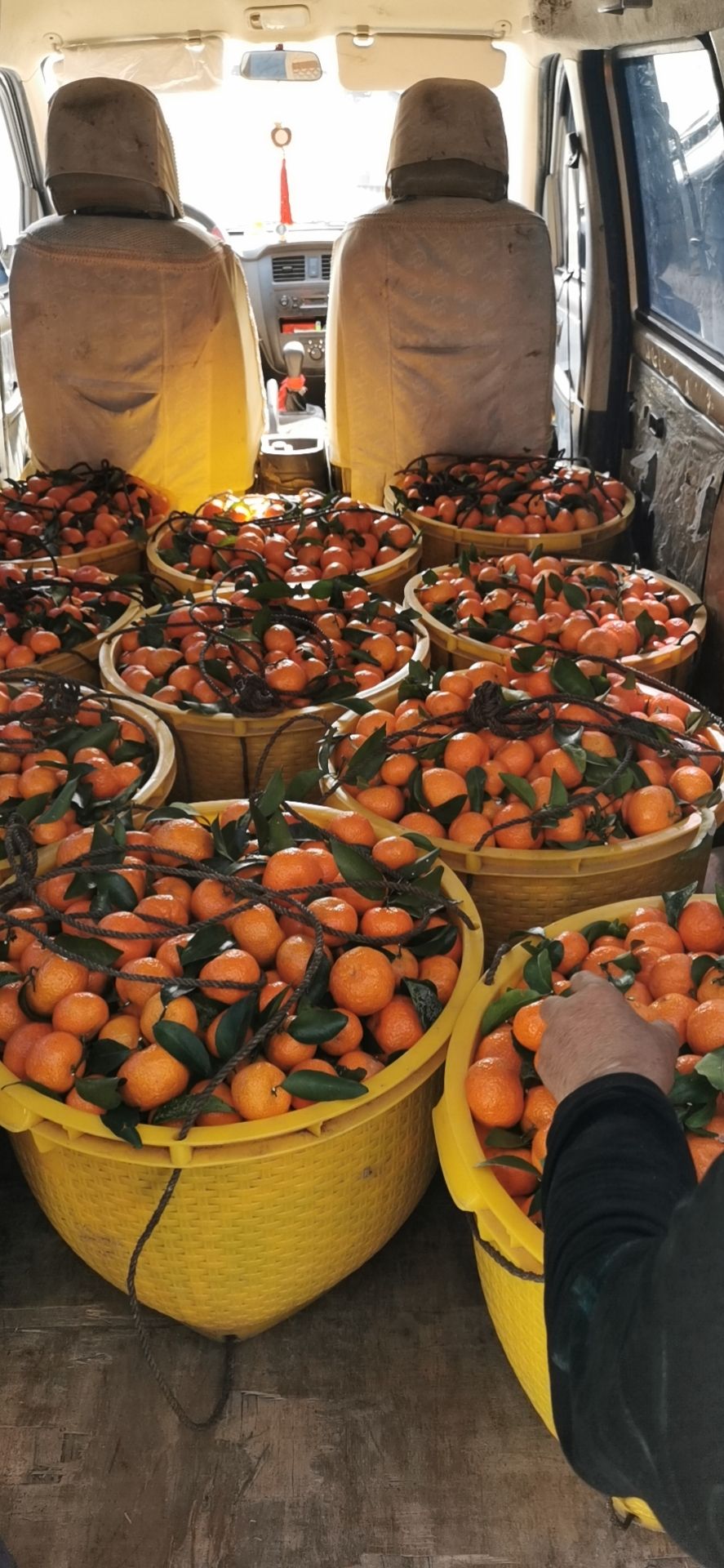 沙糖桔  大量供应砂糖橘 代收各类百家果