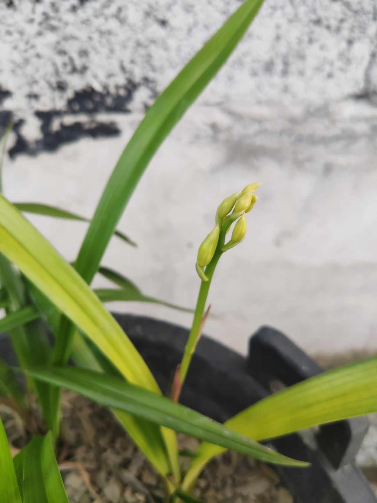 四季兰  建兰，便宜处理，要的联系，武陵山兰花，非常香