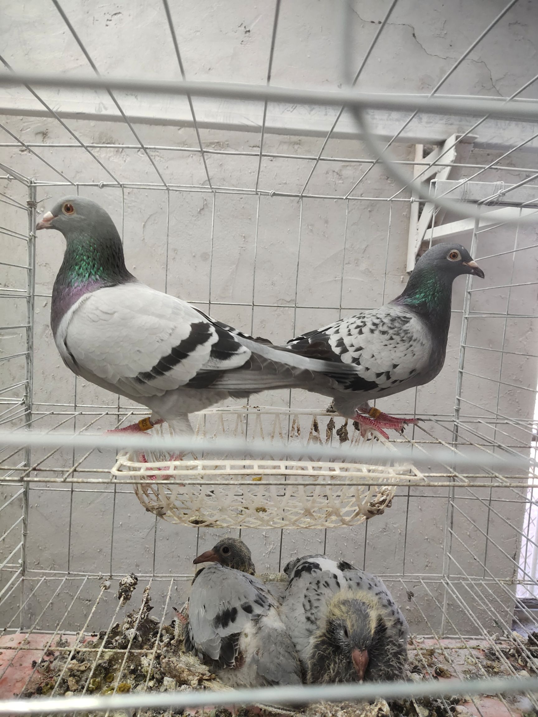 优质信鸽，戴环家飞