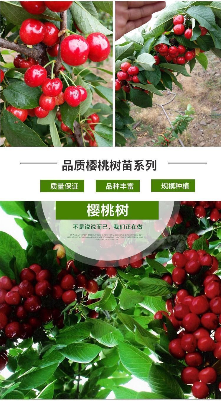 耐寒樱桃车厘子树苗樱桃树苗嫁接樱桃苗盆栽南方北方种植