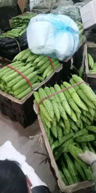 新农村苦瓜 苦瓜