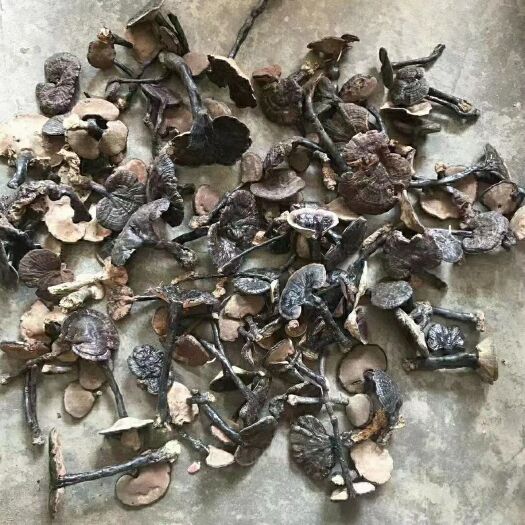 昭平县黑灵芝 广西十万大山里的灵芝，货量不多，支持化验