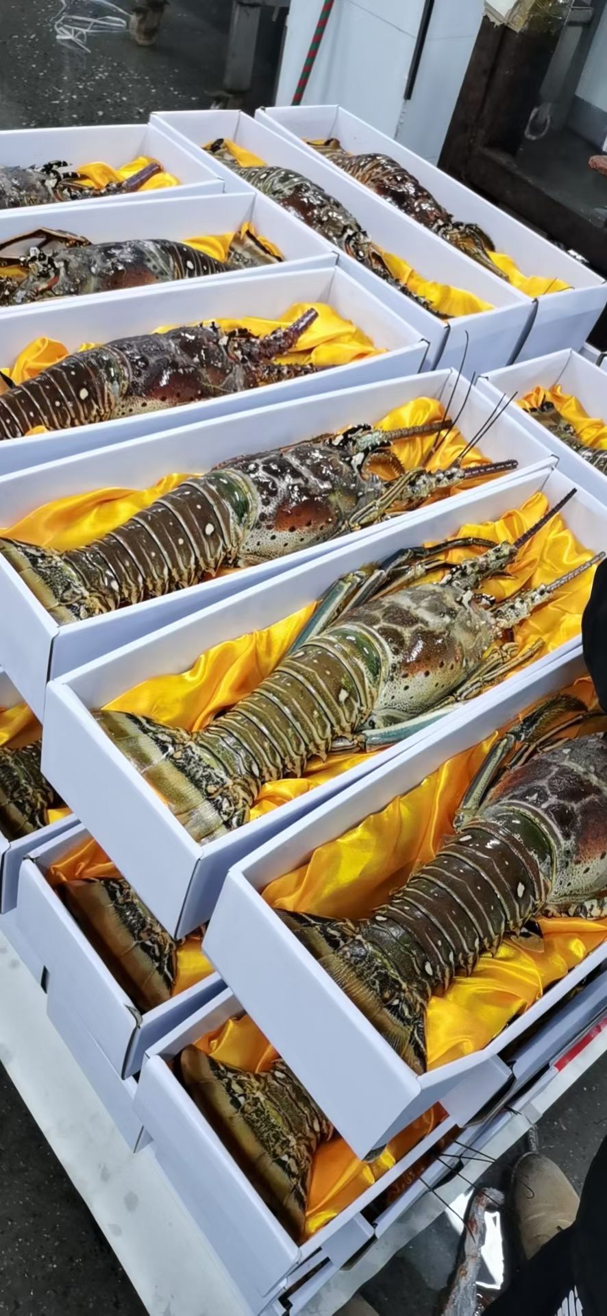  古巴龙虾，澳洲龙虾