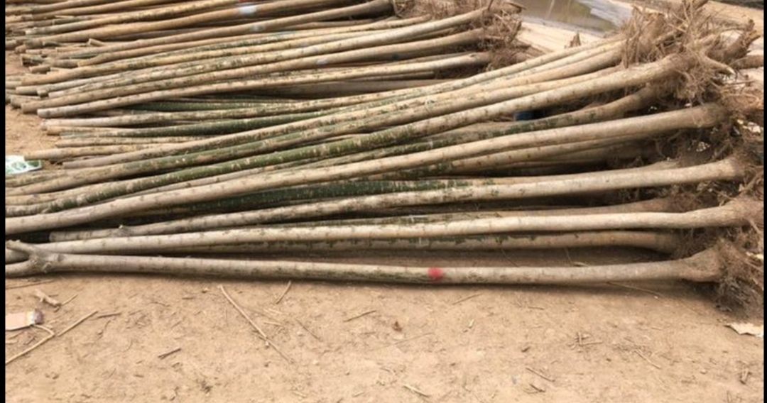  大量销售国槐5公分左右一级二级三级树