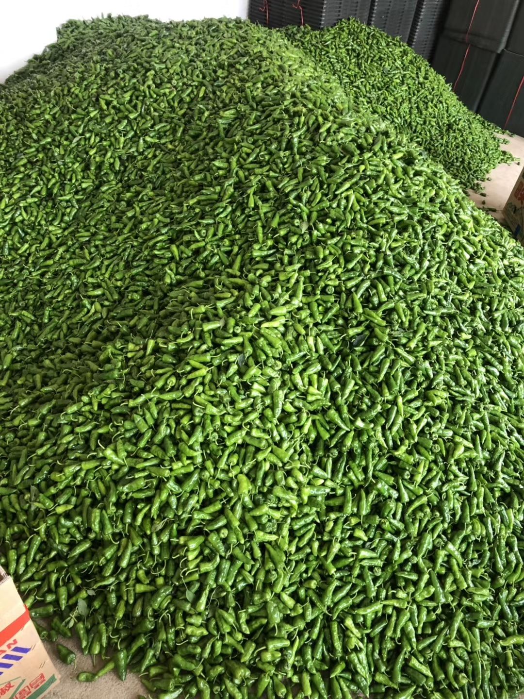 线椒 广西钦州辣椒上市啦！产地直销，每天大量供应！