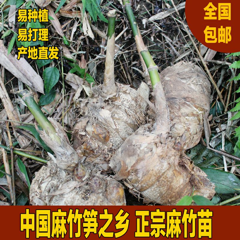 麻竹苗甜竹笋苗地栽户外大型竹苗非毛竹楠竹苗