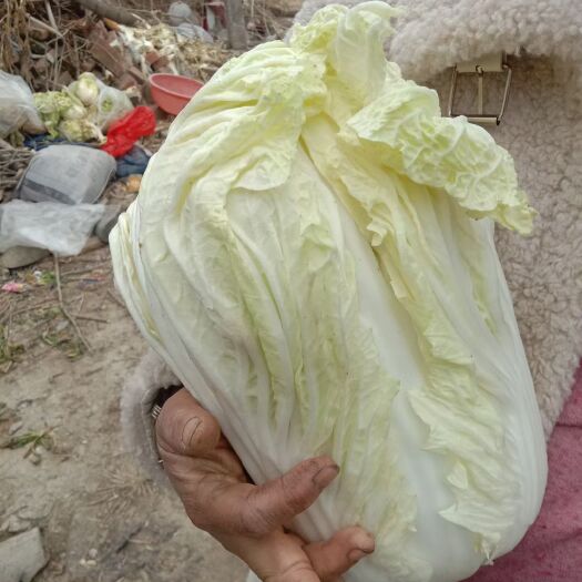 新蔡县黄心大白菜  自家白菜