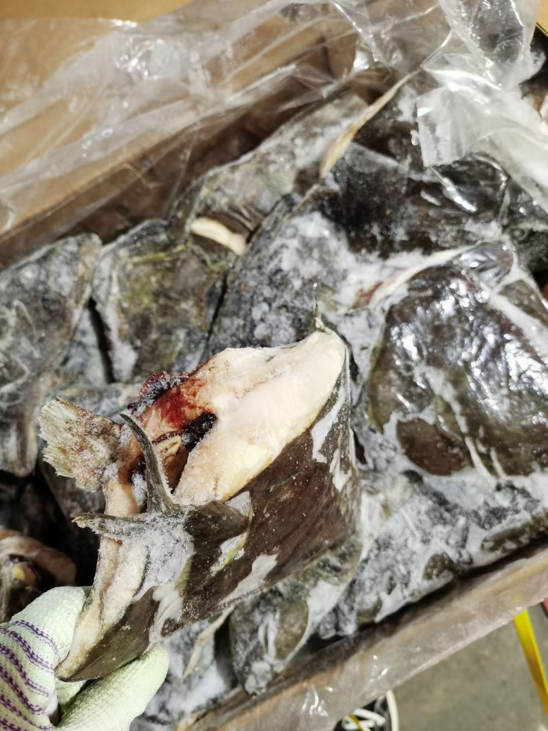 比目鱼  碟鱼头