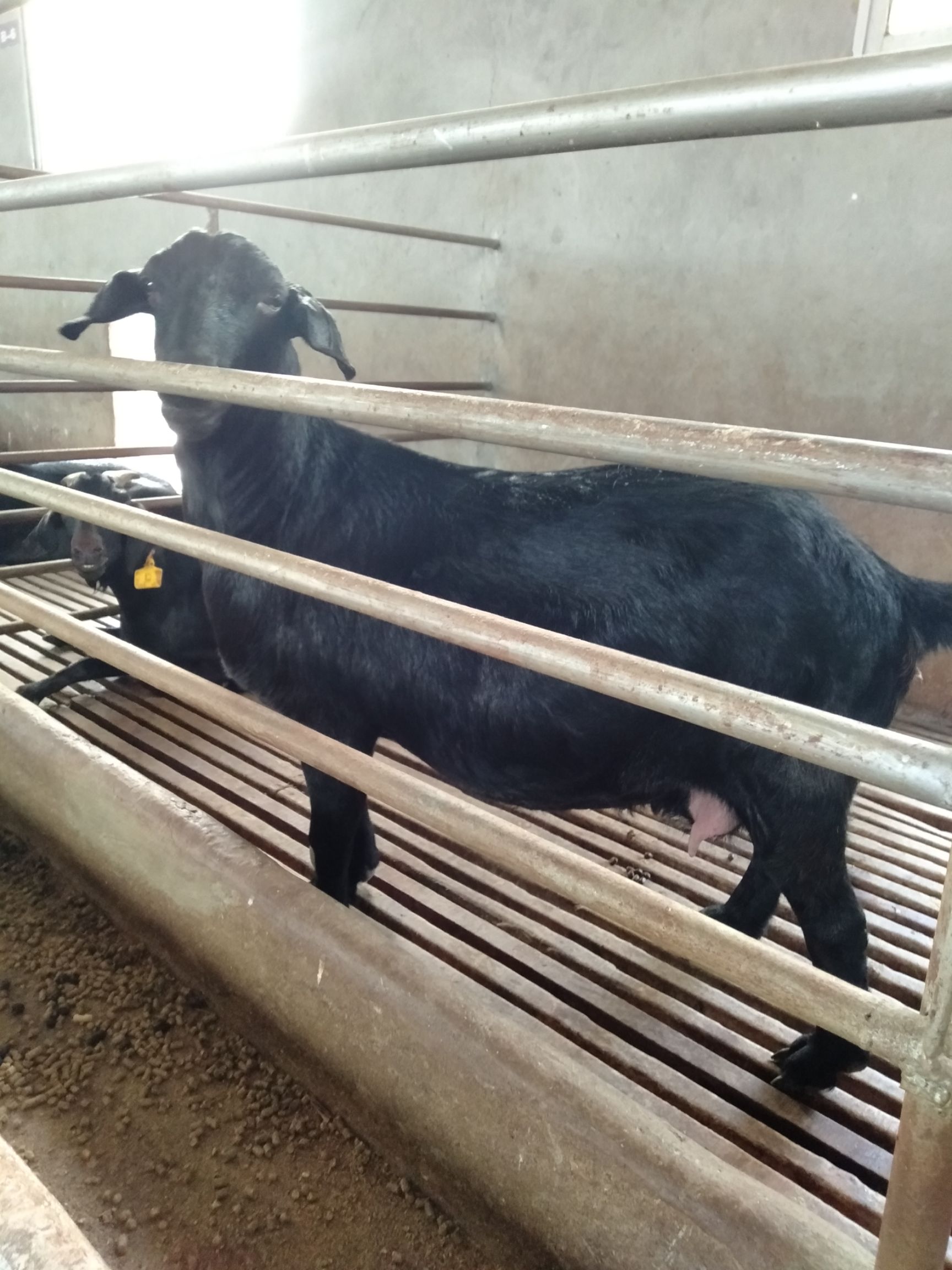 大耳羊 努比亚黑山羊精品种羊