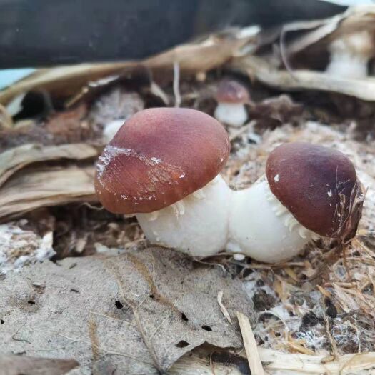 深圳大球盖菇又称赤松茸国庆节出菇量大价美