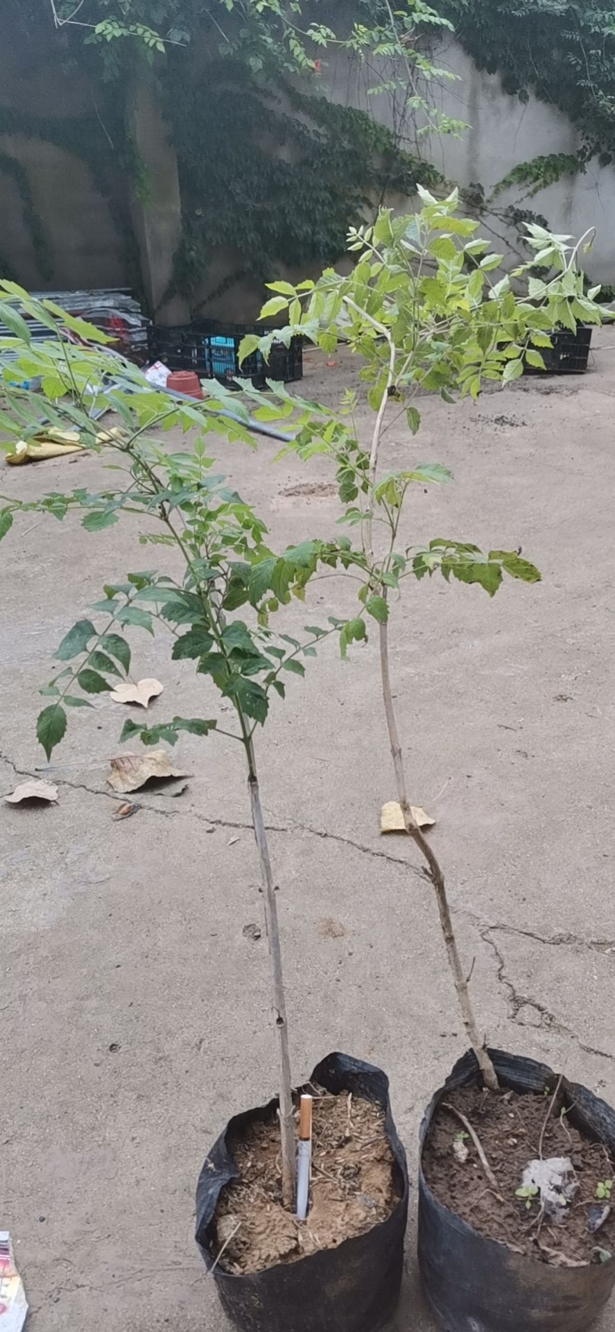 黄杨，瓜子黄杨，小叶黄杨。