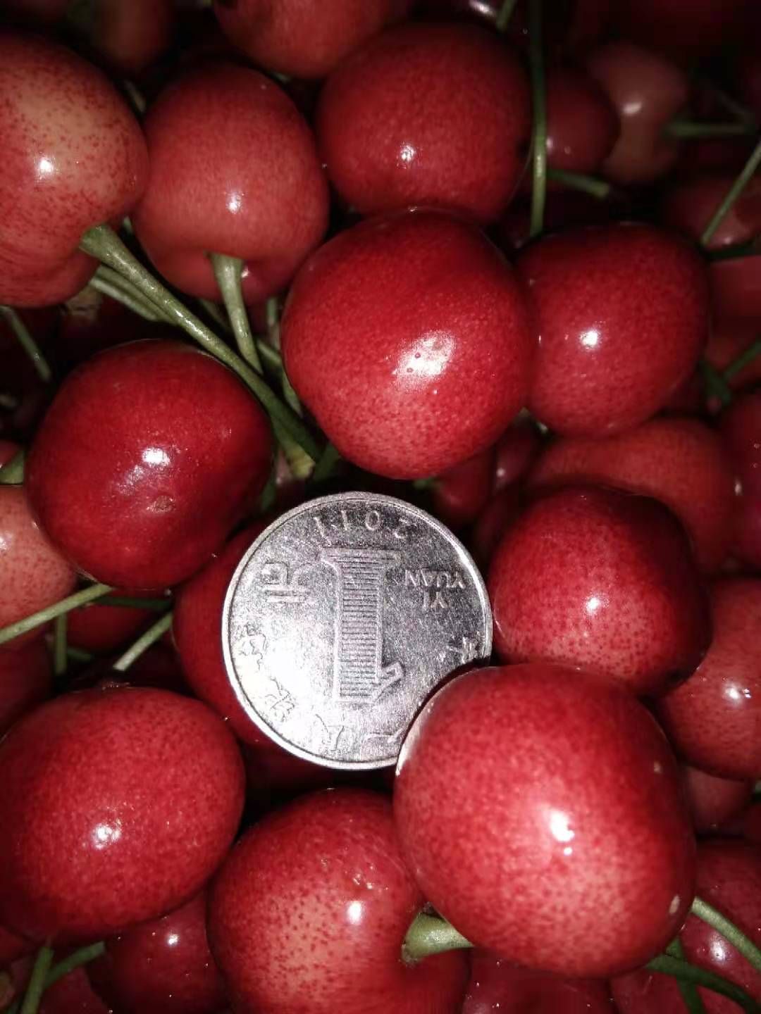 意大利早红樱桃苗 各类樱桃苗批发