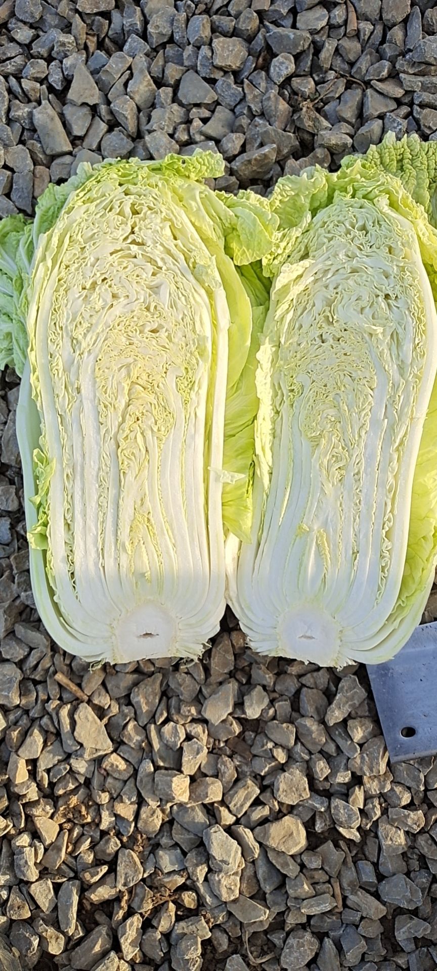 北京新3号  山东济南平阴大量供应北京新三号白菜