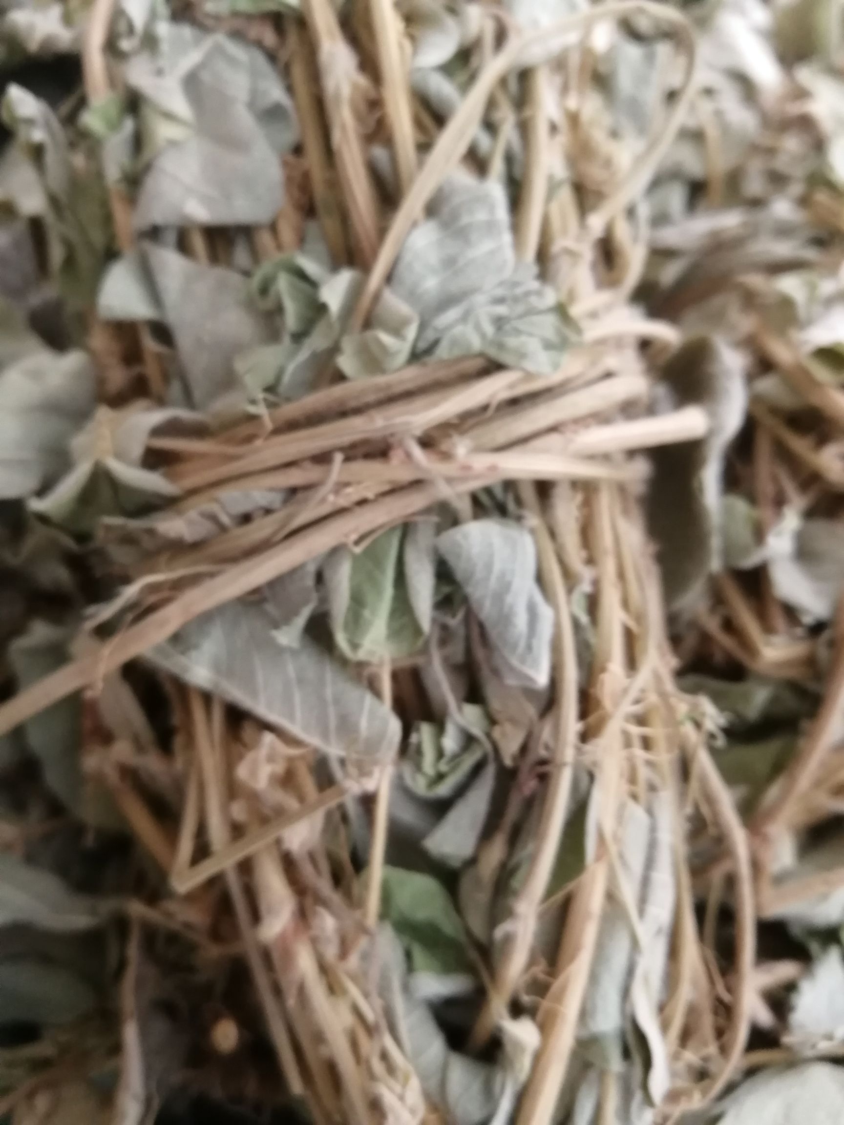 【精选】新鲜切段金钱草，和扎把金钱草，颜色青绿/大量起批