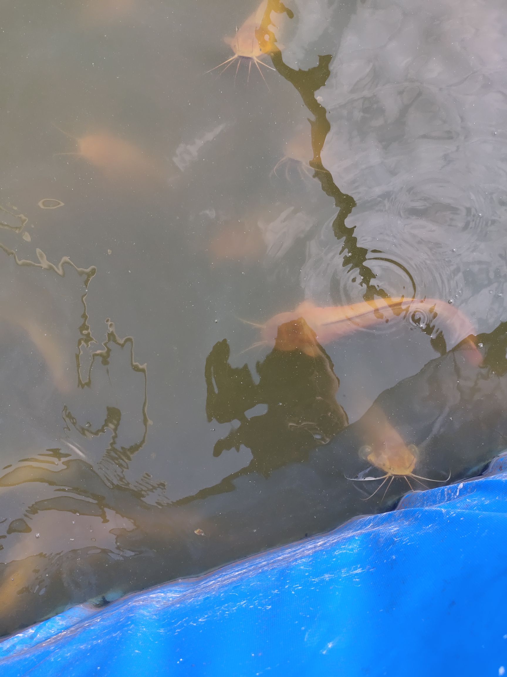 本地塘鲺  5两以上