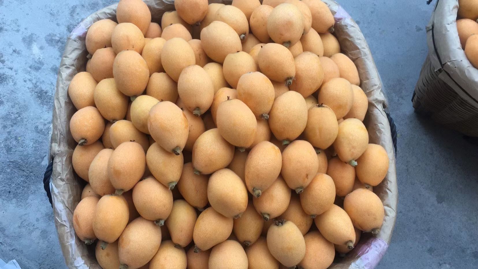 大五星枇杷   莆田早钟枇杷上市，欢迎商超联系！