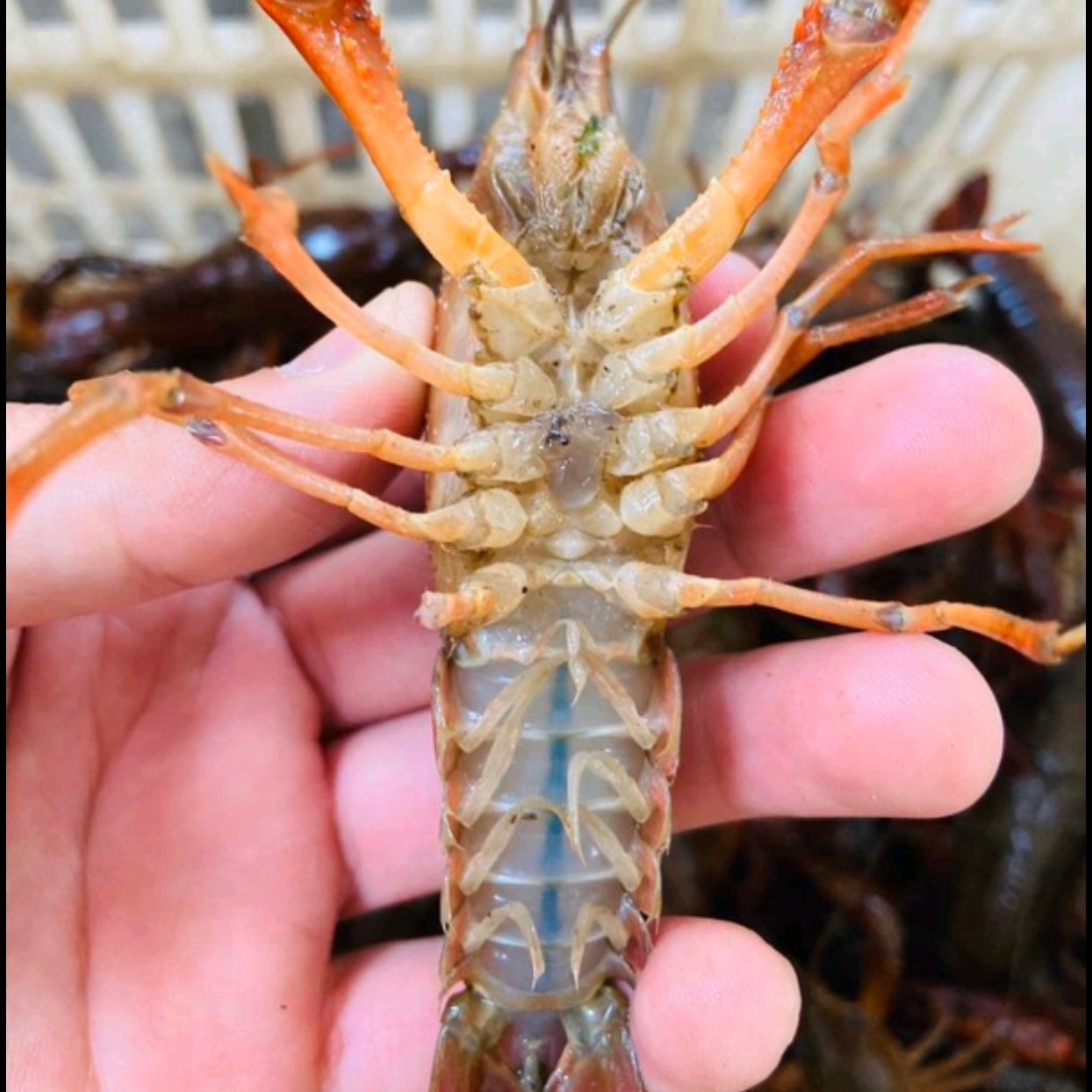 【精品好虾】潜江小龙虾，活虾，全国接单发货中