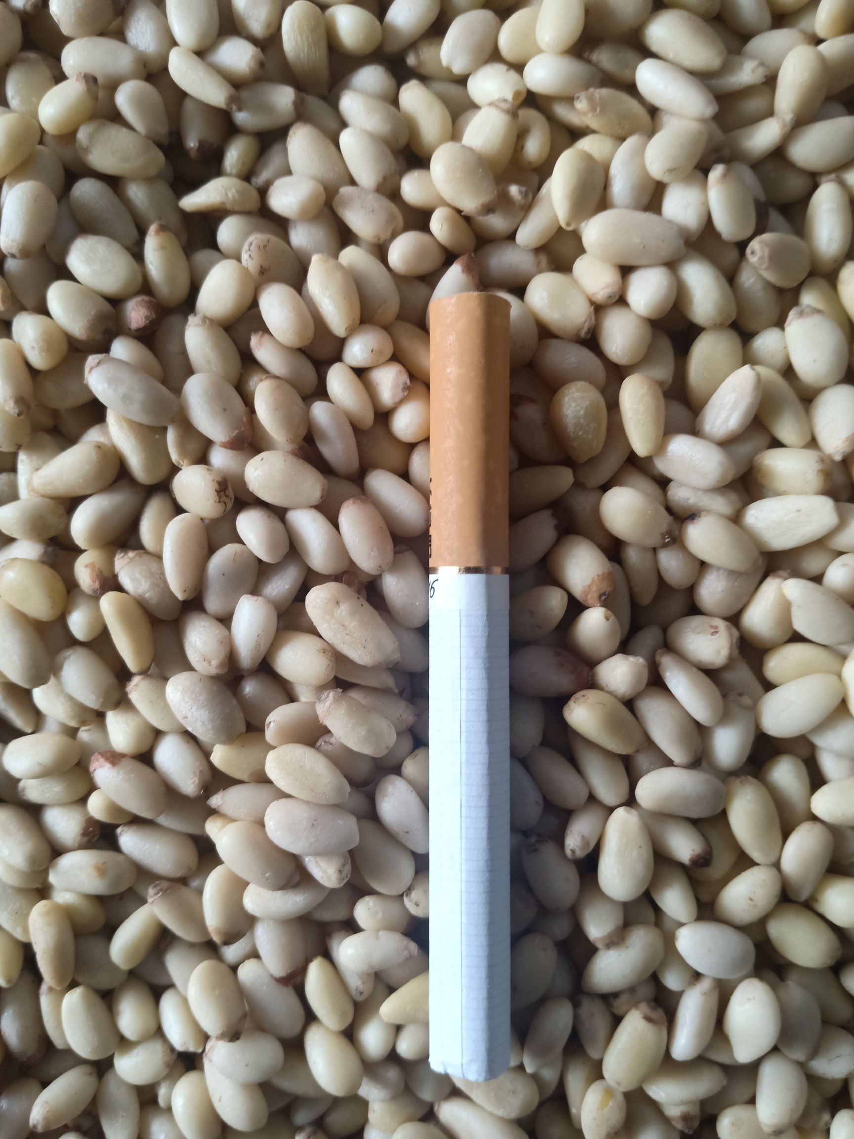 松子仁  红松仁 雪松仁 云南 华山