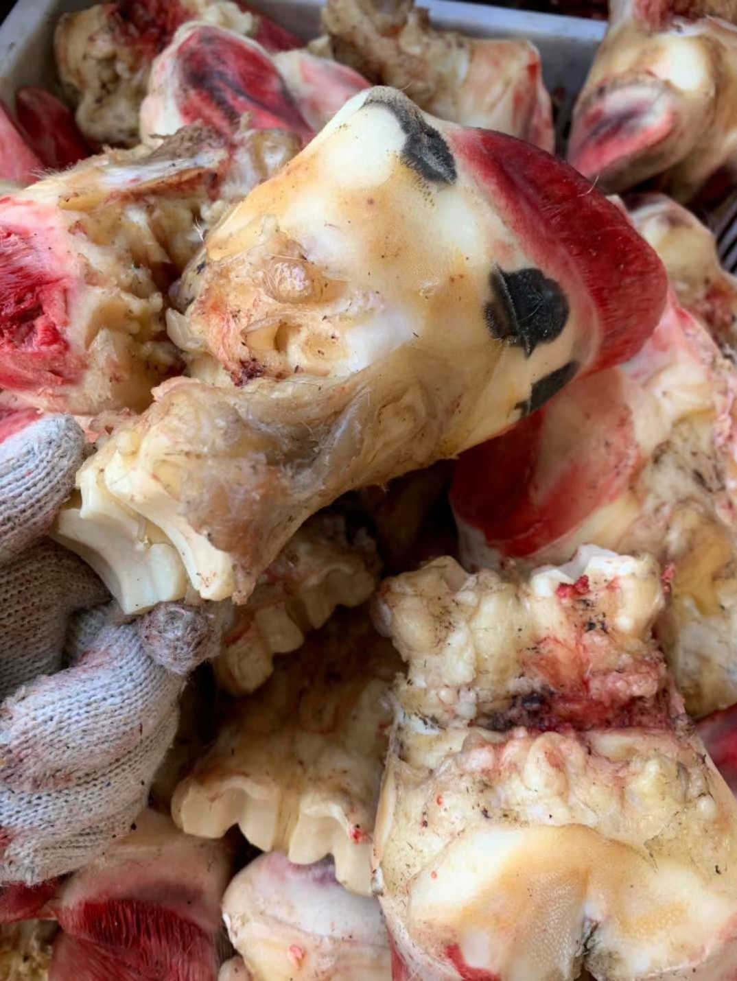 牛蹄  国内每日新鲜牛脚掌