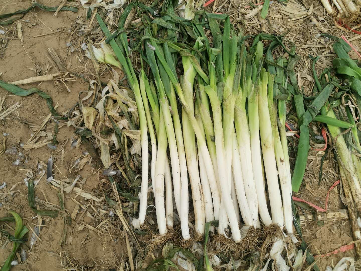 高白大葱  正宗章丘大葱，自产自销，冷库现货，数量不多，预购着从速
